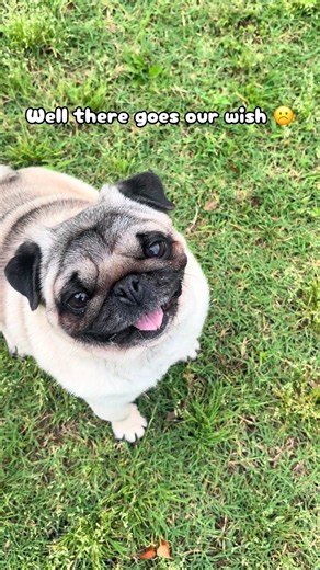 ☹️😆 #pugs #pets #fyp #foryou #pets | pug