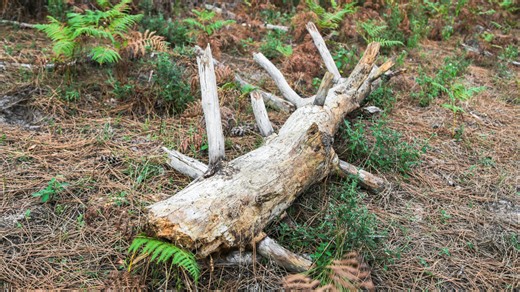 Use A Fallen Log To Make A Simple, Stunning Flower Arrangement - House Digest