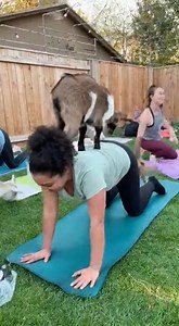 67K views · 66 reactions | Goat yoga was all fun… until the GOAT took over the class | Chris And Jasmin | Facebook