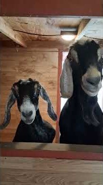 MY NUBIAN GOATS