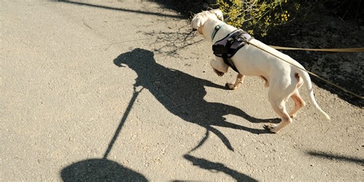 How to train your dog to stop chasing shadows