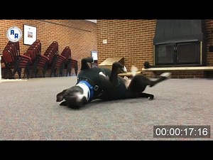 Dog rolling on ground, scratching back ~ Animation References