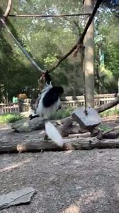 8.2K views · 230 reactions | Who's ready to swing into the weekend? : Melissa C. | Dallas Zoo | Facebook