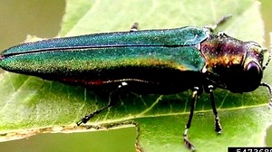 Bug infestation killing trees in Pisgah National Forest