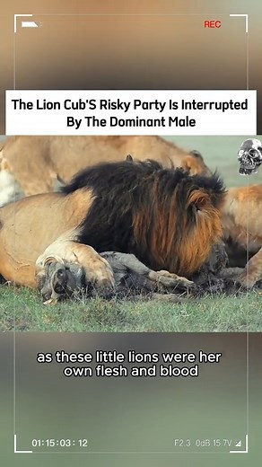 12K views · 102 reactions | The lion cub's risky party is interrupted by the dominant male #lionking #lion #viral #animals | Animals lion | Facebook