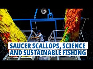 Saucer scallops, science and sustainable fishing in Western Australia