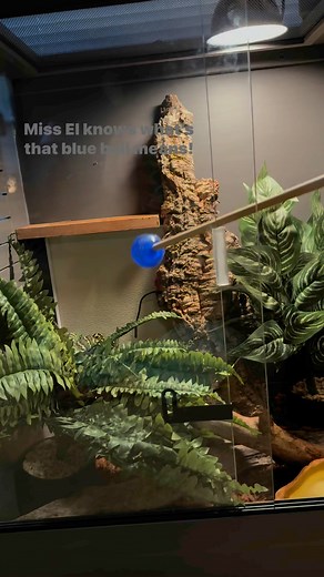 You can’t tell me she doesn’t know what that blue ball means!! Feeding time baby ! #junglecarpetpython | G & S Wicked Reptiles, LLC