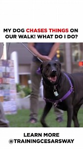 290K views · 4.9K reactions | #FlashbackFriday to an episode of Dog Nation  My Dog Chases Everything! What should I do? In this Live Demonstration, I teach how it is important to stop the excitement before it happens. Remember it is important to know how to use the tools we have in order to create the outcome we want. It is our job as the Pack Leader to calm our dogs down if they enter a frantic state of mind. #betterhumansbetterplanet #dogtraining #dog | Cesar Millan | Facebook
