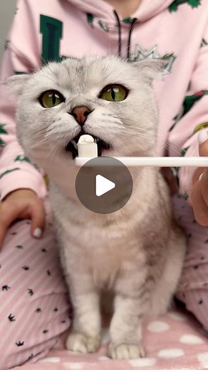 Anastasia Averina | I brush Sonya’s teeth 2 times a month as she is a cat of character. Beef liver-flavored toothpaste simplifies the process, my cat loves it... | Instagram