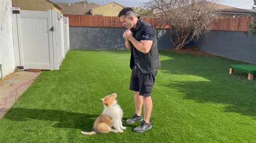 The proven engagement method every collie owner should use