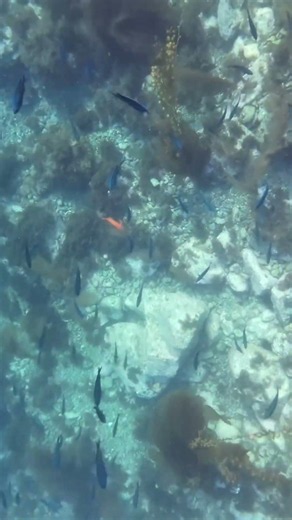 Free diving Santa Catalina island #fishing