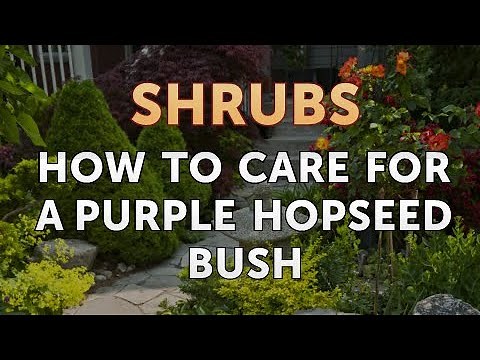 How to Care for a Purple Hopseed Bush