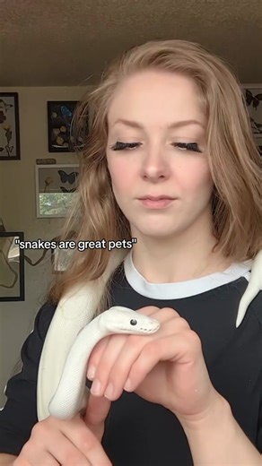 snakes are great pets for many people because I and other snake keepers said so 🤷🏼‍♀️😂 #reptilekeeper #snakekeeper #pythonregius #ballpythons #belballpython #snakemom #girlswithsnakes #ballpythonkeeper #royalpython #royalpythonsoftiktok