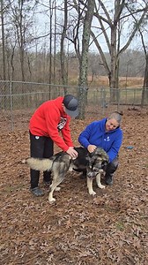 26K views · 307 reactions | SNOOK RESCUED Gainesville, Ga Snook did...