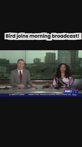 Bird joins FOX61 morning show
