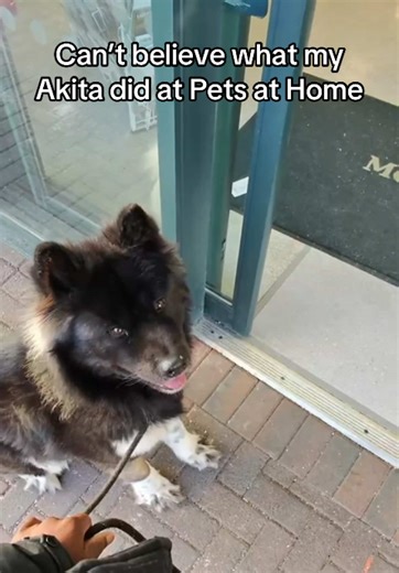 Fun Day at Pets at Home with Our Akita