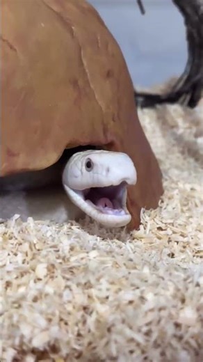 The Sound of Danger: Texas Rattlesnake 🐍 #NatureShorts #Rattlesnake