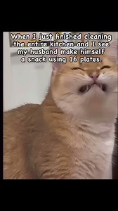 Just Ginger Cats on Reels