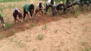 1.2M views · 19K reactions | Les cultivateurs 殺 #BurkinaFaso #culture #cultuvateur #music#abonne_toi_sur_la_page_et_partage Jeune Hubert | J'aime mon pays le Burkina Faso | Facebook