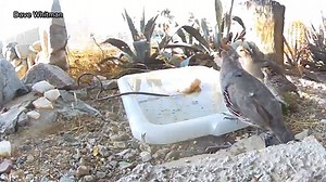 20K views · 575 reactions | A family of quails enjoys a drink in a Fountain Hills front yard. Thanks to Dave Whitman for sharing this video! | 12News | Facebook