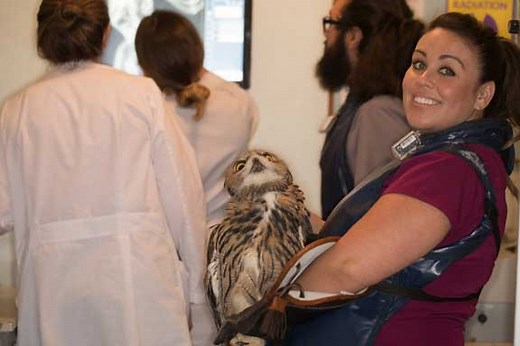 Wildlife Care by vets at the Long Beach Animal Hospital
