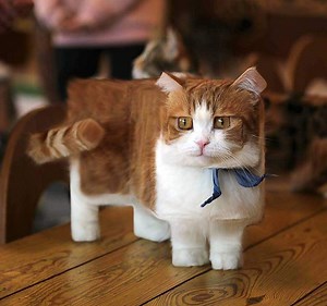 Mojang will eure Katzenbilder für offiziellen Minecraft-Cat-Skin