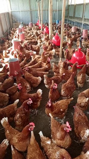 with proper management you will be able to attain 90% production for a longer period of time. #annefarming