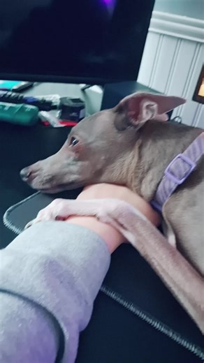 little puppy plays minecraft #fyp #dog #viral minecraft | dog