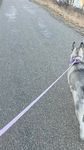 A beautiful day for a Rivers Edge Trail walk with my two best friends! | Ron Leeson