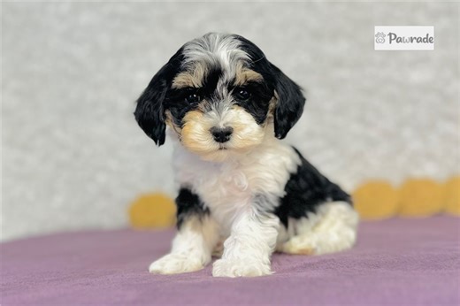 Iker - Cavapoo Puppy 08145E