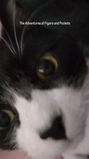 Hi #cat | The Adventures of Figaro and Pockets