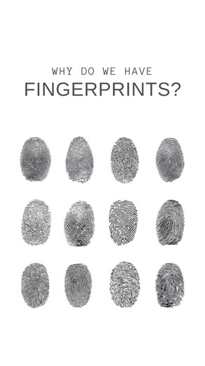 8.4K views | Ever wonder why we have fingerprints? 樂 They’re not just...