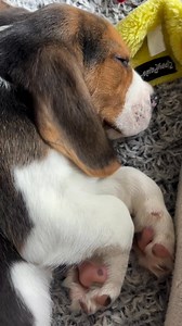 Greg, 8 weeks of arm biting, tv watching, carrot eating, side eye and cuddles 🥰😍❤️ . . . . #beagle #beaglesofinstagram #beaglelife #beaglepuppy #beaglepuppies #beaglemania #beagles #beaglesmile #beaglesoftiktok #beaglesofinsta #beagleworld #beagledog #beagledaily #beaglefamily #beagleboy #beagleboy #beaglegram #beaglegang #beaglegirl #beaglemania #beaglemom #beaglemasters #beagleinstagram #beaglelover #beagleoftheday #beaglepuppy #beaglepuppies #dog #dogs #doglovers | Beagle Lovers