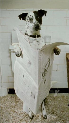 Dog Caught Reading a Newspaper! Bruce Almighty #moviescenes #comedyclips #funnymoments