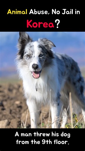 Animal Abuse in Korea: No Jail, Just a Fine?#Korea justice ,#animal abuse korea,#soft law punishment