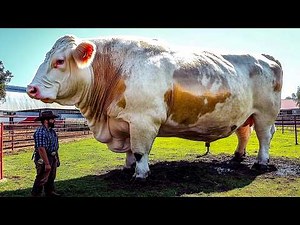 Most Expensive And Unique Cows In The World