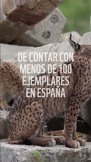 El lince ibérico ya es maño