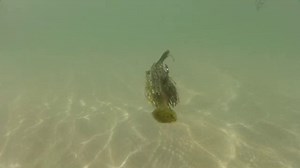 V & M Swim Jig - Major League Fishing