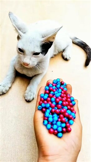 When Cat Walks Backward 😂 | Reverse Cat Video | Funny Cat Shorts #asmr #cat #cutecat #cutecat #cats