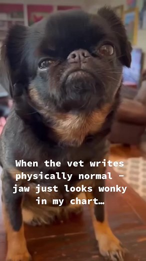 Understanding the Wonky Meaning: Exploring Grumpy Griffons on TikTok