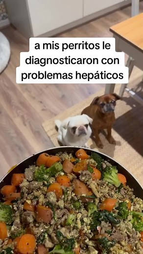 Alimentación Saludable para Perritos con Problemas Hepáticos