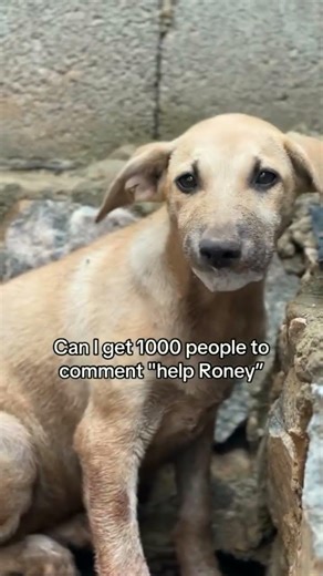 please help and donate to save Roney