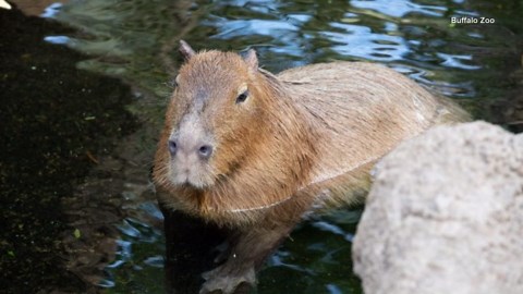 Buffalo Zoo's Capybara dies at 11