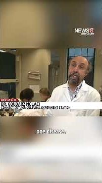 Tick that spreads meat allergy, flu-like symptoms has reached 3 Connecticut counties