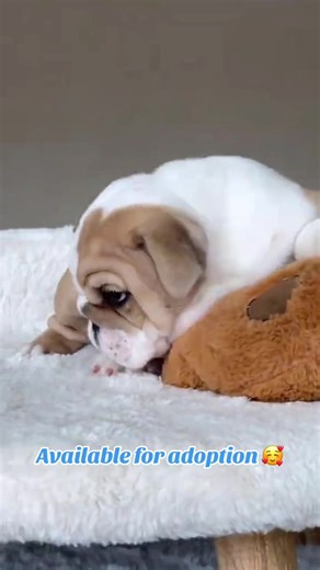 Cuteness wrapped in wrinkles 🥰🥰 Reach out for details #englishbulldog #bulldogsoftiktok #bulldogpuppy #bulldoglife #bulldoglover