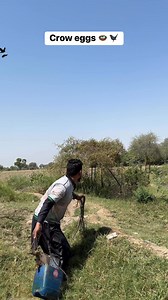 Crow eggs farming 🐦‍⬛🪺 #crow #eggs #farming | Farmer hunter