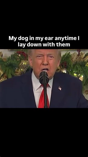 Michael Lobato on Instagram: "I’m just trying to pretend to do sit ups and I get face sniff attacked. . Did you know dogs love smelling our faces and ears because those areas carry a lot of information. Our ears and face release strong scents from sweat glands and natural oils which tell dogs how we are feeling and even help them recognize us. Sniffing is also a social behavior for dogs and a way they bond and show affection so when your dog gets right up in your face they are simply checking in