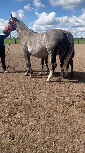 Grey Horse with White Blaze Guided Outdoors