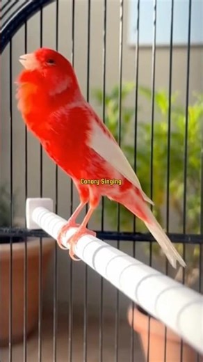 Best Canary Training | Canary Singing #galerikenariindonesia #birdsinging #canary #kenari3in1