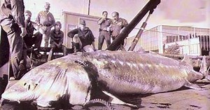 STURGEON BELUGA (Huso huso)